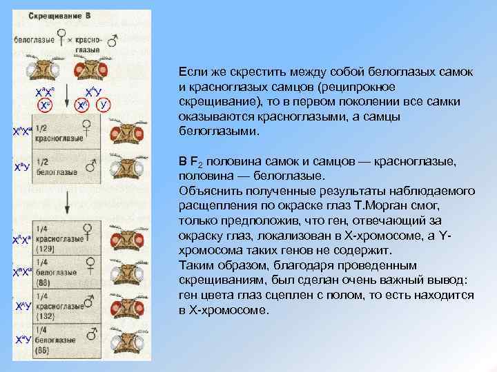 Если же скрестить между собой белоглазых самок и красноглазых самцов (реципрокное скрещивание), то в