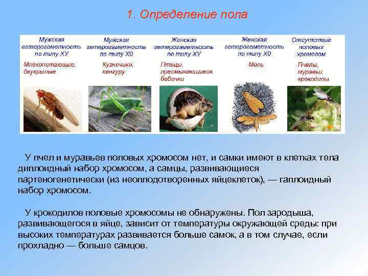 1. Определение пола У пчел и муравьев половых хромосом нет, и самки имеют в