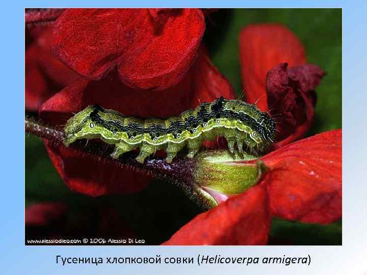 Гусеница хлопковой совки (Helicoverpa armigera) 