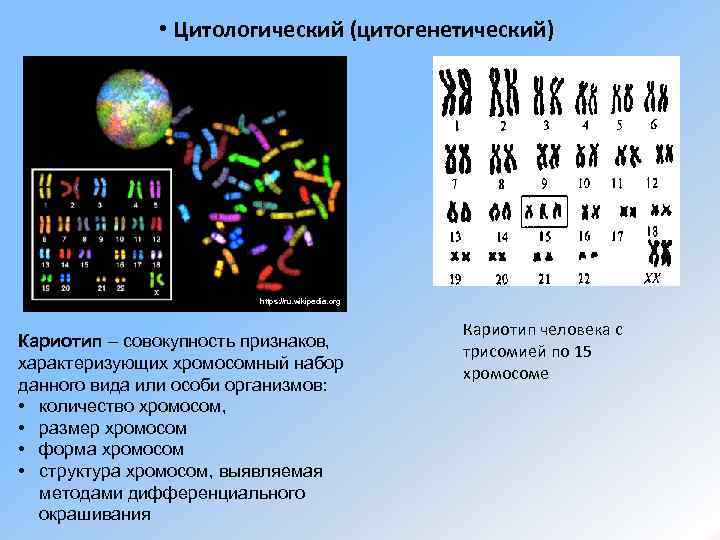  • Цитологический (цитогенетический) https: //ru. wikipedia. org Кариотип – совокупность признаков, характеризующих хромосомный