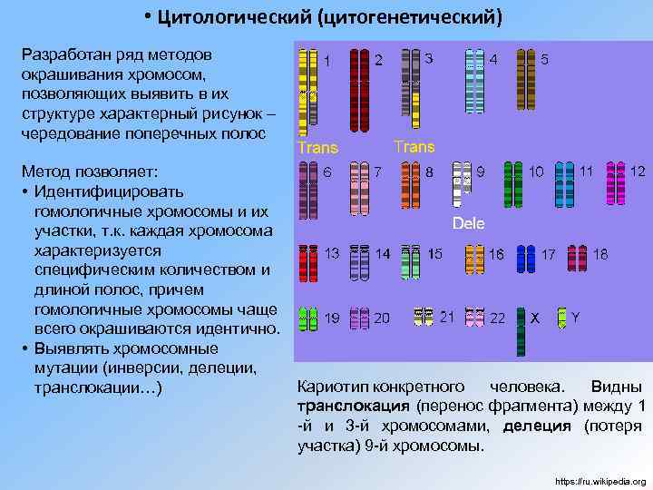  • Цитологический (цитогенетический) Разработан ряд методов окрашивания хромосом, позволяющих выявить в их структуре