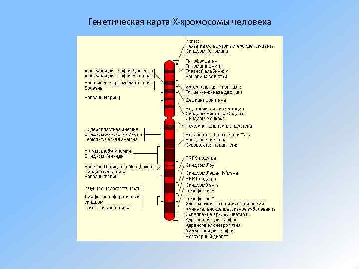 Генетическая карта X-хромосомы человека 