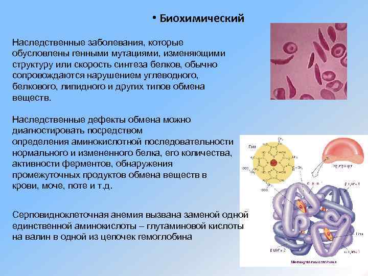  • Биохимический Наследственные заболевания, которые обусловлены генными мутациями, изменяющими структуру или скорость синтеза