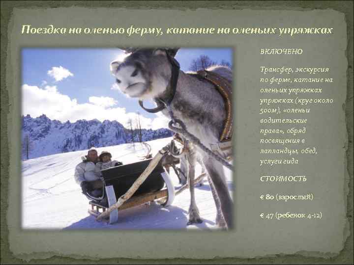 Поездка на оленью ферму, катание на оленьих упряжках ВКЛЮЧЕНО Трансфер, экскурсия по ферме, катание