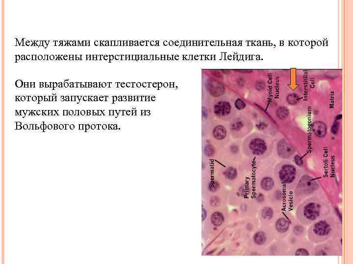 Между тяжами скапливается соединительная ткань, в которой расположены интерстициальные клетки Лейдига. Они вырабатывают тестостерон,