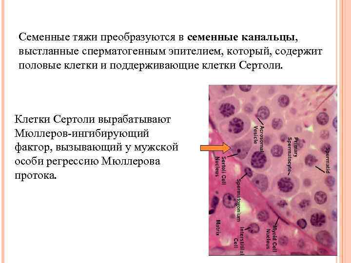 Семенные тяжи преобразуются в семенные канальцы, выстланные сперматогенным эпителием, который, содержит половые клетки и