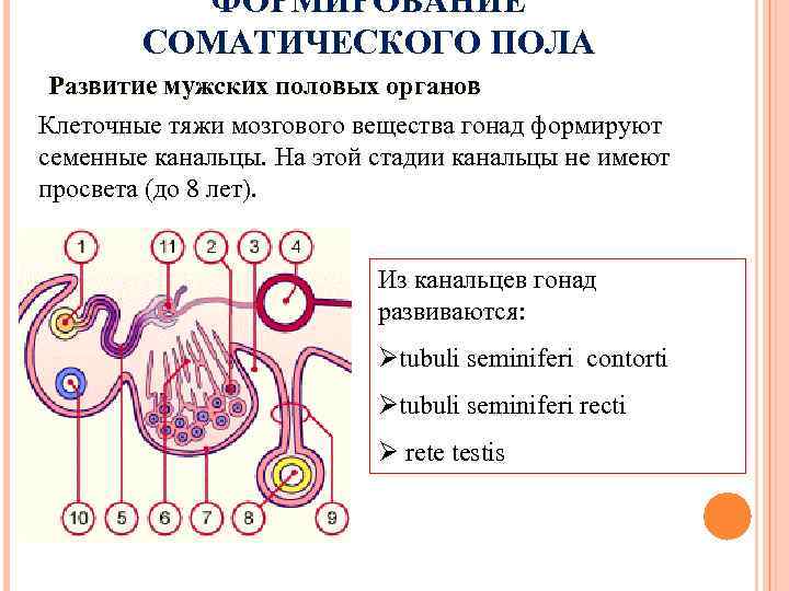 ФОРМИРОВАНИЕ СОМАТИЧЕСКОГО ПОЛА Развитие мужских половых органов Клеточные тяжи мозгового вещества гонад формируют семенные