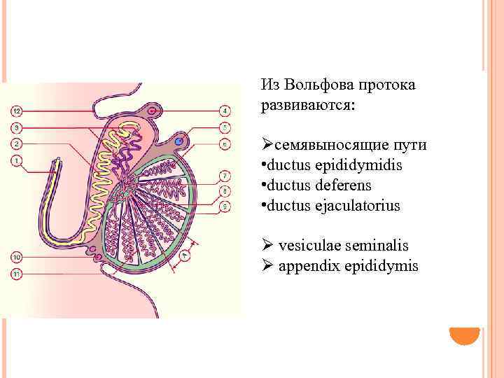 Из Вольфова протока развиваются: Øсемявыносящие пути • ductus epididymidis • ductus deferens • ductus