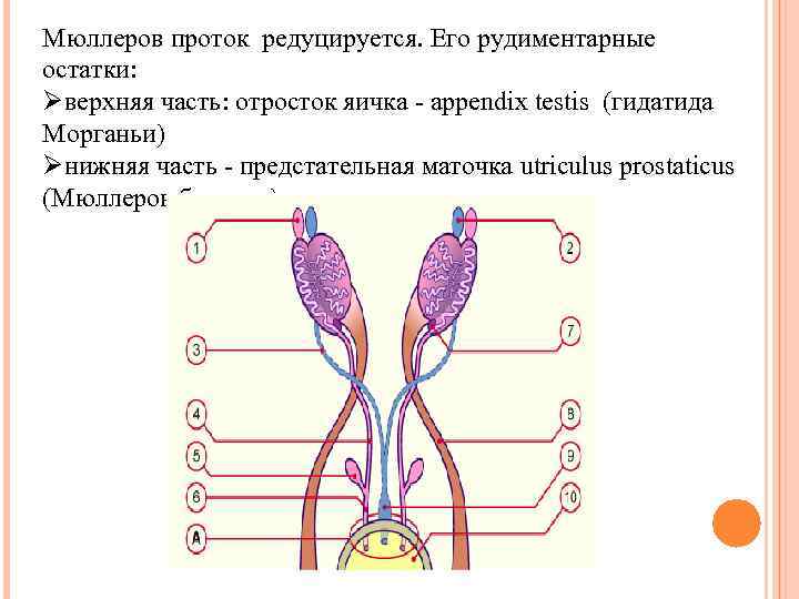 Мюллеров проток редуцируется. Его рудиментарные остатки: Øверхняя часть: отросток яичка - аppendix testis (гидатида