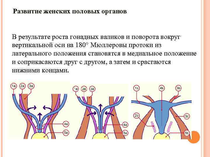 Развитие женских половых органов В результате роста гонадных валиков и поворота вокруг вертикальной оси