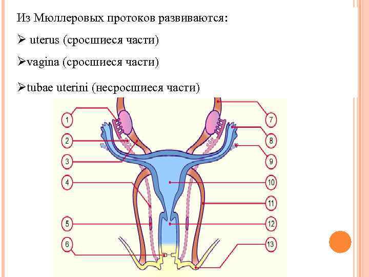 Из Мюллеровых протоков развиваются: Ø uterus (сросшиеся части) Øvagina (сросшиеся части) Øtubae uterini (несросшиеся