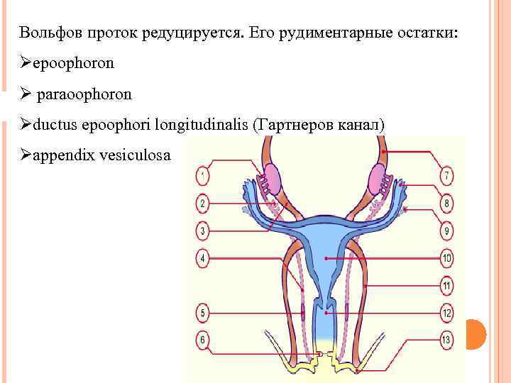 Вольфов проток редуцируется. Его рудиментарные остатки: Øepoophoron Ø paraoophoron Øductus epoophori longitudinalis (Гартнеров канал)