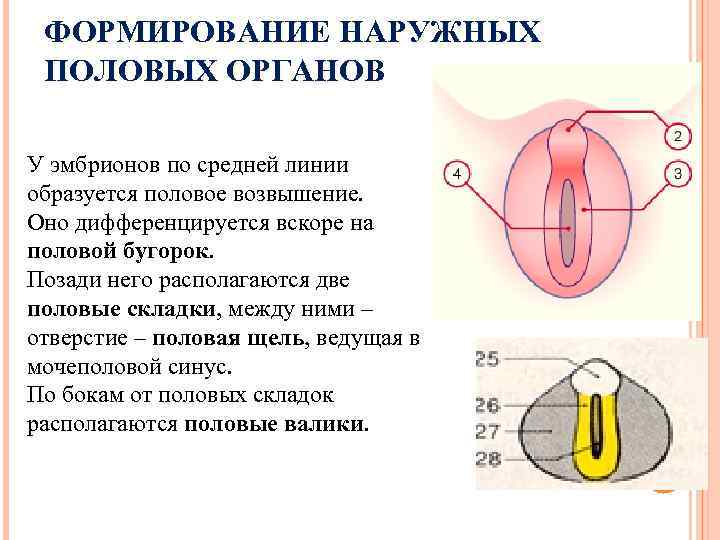 ФОРМИРОВАНИЕ НАРУЖНЫХ ПОЛОВЫХ ОРГАНОВ У эмбрионов по средней линии образуется половое возвышение. Оно дифференцируется