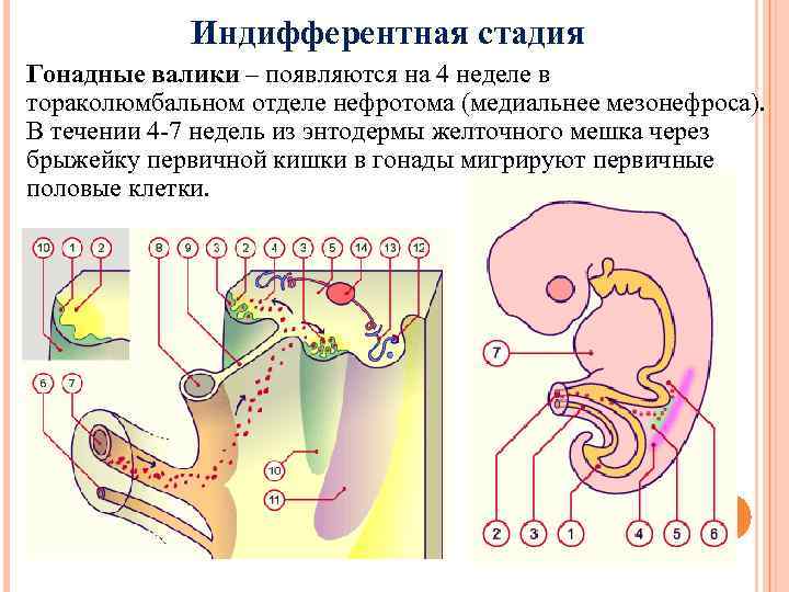 Индифферентная стадия Гонадные валики – появляются на 4 неделе в тораколюмбальном отделе нефротома (медиальнее