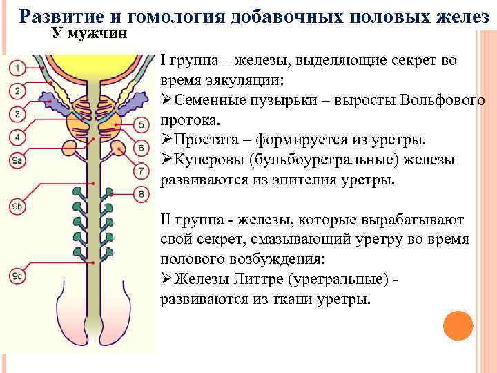 Развитие и гомология добавочных половых желез У мужчин I группа – железы, выделяющие секрет