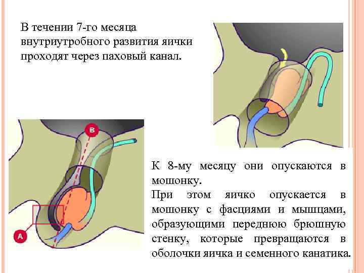 В течении 7 -го месяца внутриутробного развития яички проходят через паховый канал. К 8