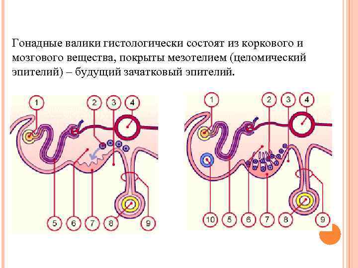 Гонадные валики гистологически состоят из коркового и мозгового вещества, покрыты мезотелием (целомический эпителий) –