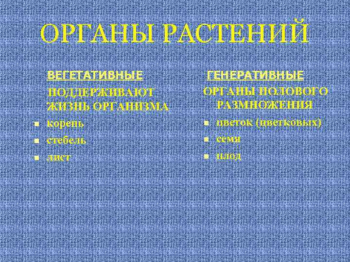 ОРГАНЫ РАСТЕНИЙ n n n ВЕГЕТАТИВНЫЕ ПОДДЕРЖИВАЮТ ЖИЗНЬ ОРГАНИЗМА корень стебель лист ГЕНЕРАТИВНЫЕ ОРГАНЫ