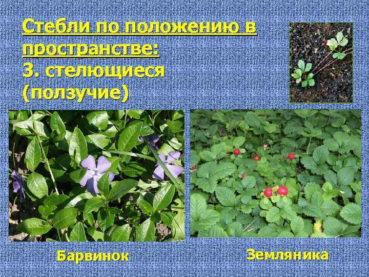 Стебли по положению в пространстве: 3. стелющиеся (ползучие) Барвинок Земляника 