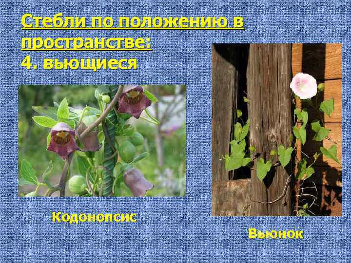 Стебли по положению в пространстве: 4. вьющиеся Кодонопсис Вьюнок 