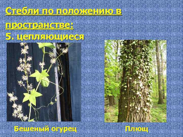 Стебли по положению в пространстве: 5. цепляющиеся Бешеный огурец Плющ 