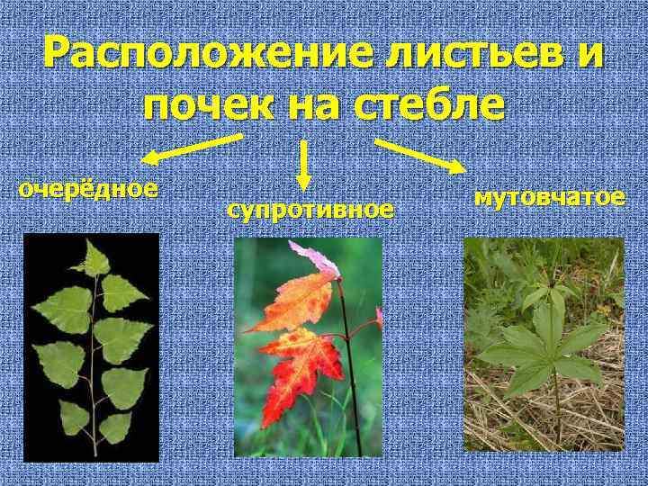 Расположение листьев и почек на стебле очерёдное супротивное мутовчатое 