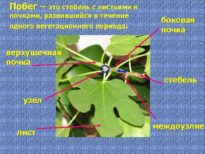 Побег – это стебель с листьями и почками, развившийся в течение одного вегетационного периода.