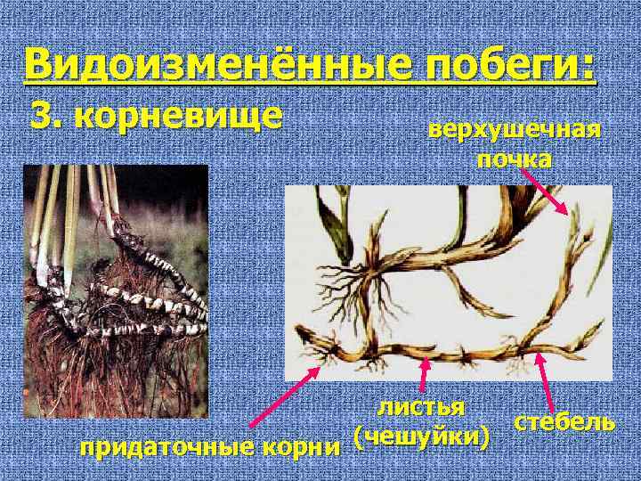 Видоизменённые побеги: 3. корневище верхушечная почка листья стебель придаточные корни (чешуйки) 