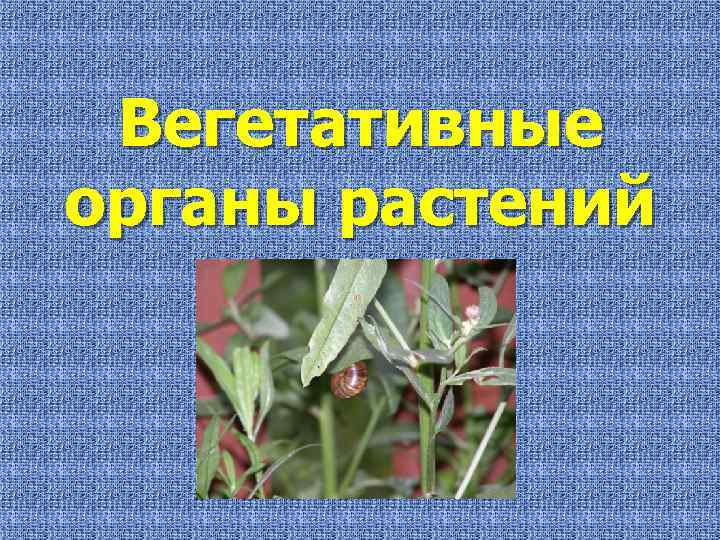 Вегетативные органы растений 