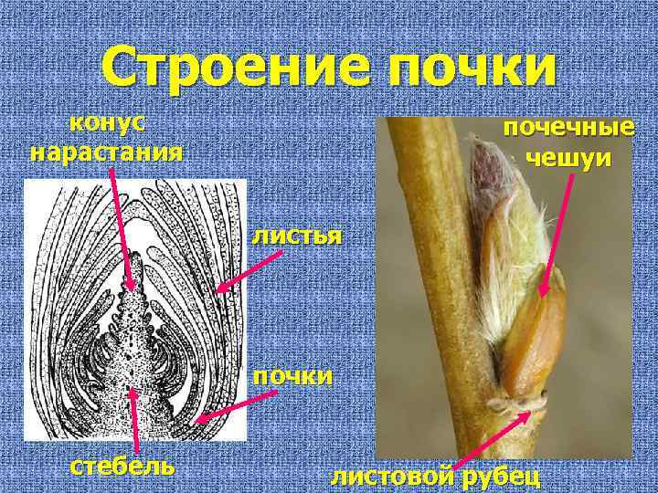 Строение почки конус нарастания почечные чешуи листья почки стебель листовой рубец 