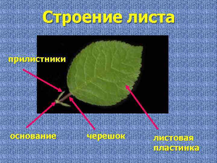 Строение листа прилистники основание черешок листовая пластинка 