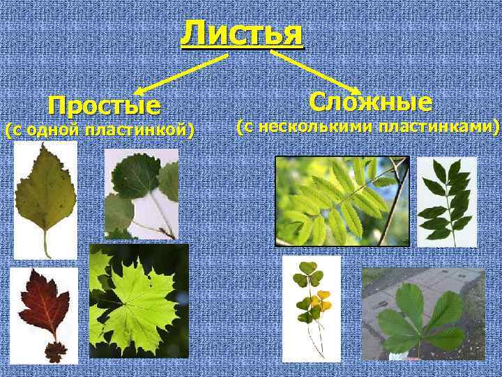 Листья Простые (с одной пластинкой) Сложные (с несколькими пластинками) 