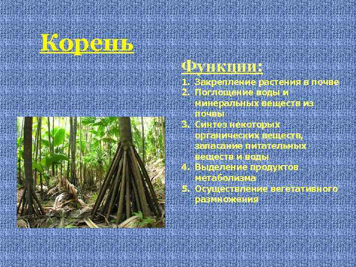 Корень Функции: 1. Закрепление растения в почве 2. Поглощение воды и минеральных веществ из