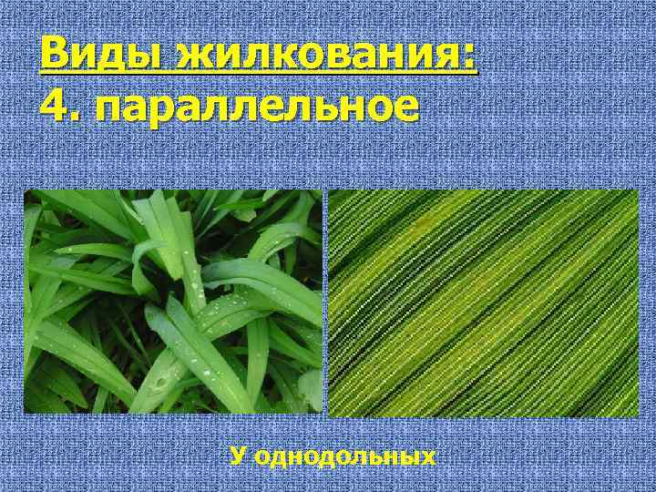 Виды жилкования: 4. параллельное У однодольных 