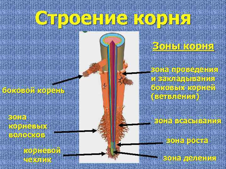 Строение корня Зоны корня боковой корень зона корневых волосков корневой чехлик зона проведения и