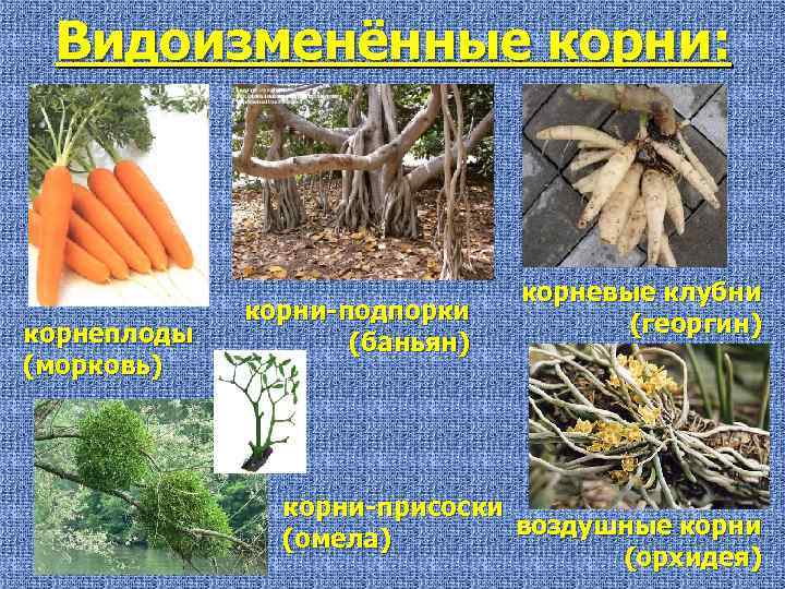 Видоизменённые корни: корнеплоды (морковь) корни-подпорки (баньян) корневые клубни (георгин) корни-присоски воздушные корни (омела) (орхидея)