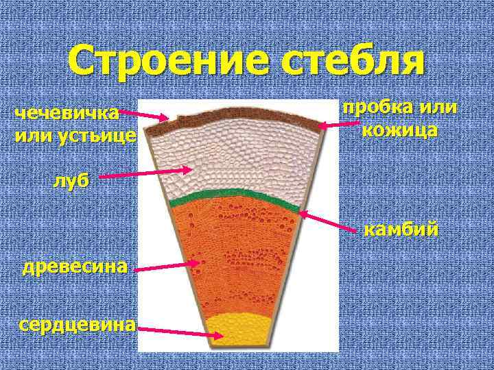 Строение стебля чечевичка или устьице пробка или кожица луб камбий древесина сердцевина 