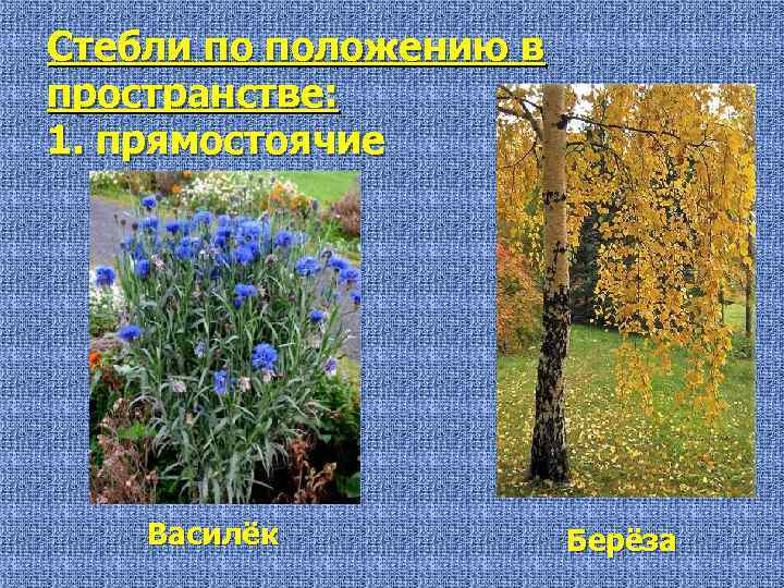 Стебли по положению в пространстве: 1. прямостоячие Василёк Берёза 