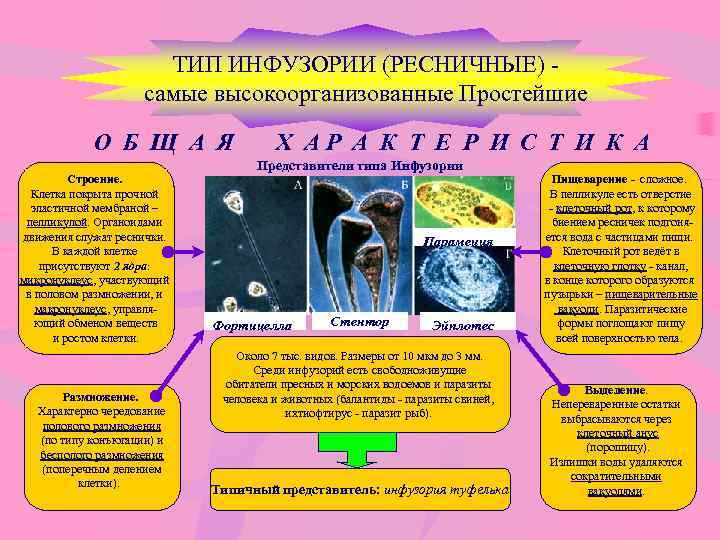 ТИП ИНФУЗОРИИ (РЕСНИЧНЫЕ) самые высокоорганизованные Простейшие О Б Щ А Я Строение. Клетка покрыта