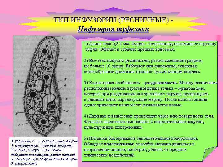 Какой тип питания характерен для инфузории туфельки изображенной на рисунке