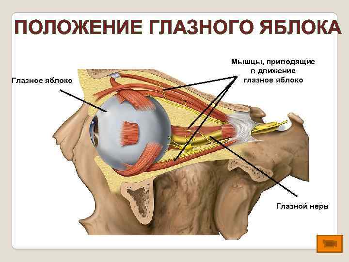 ПОЛОЖЕНИЕ ГЛАЗНОГО ЯБЛОКА Глазное яблоко Мышцы, приводящие в движение глазное яблоко Глазной нерв 