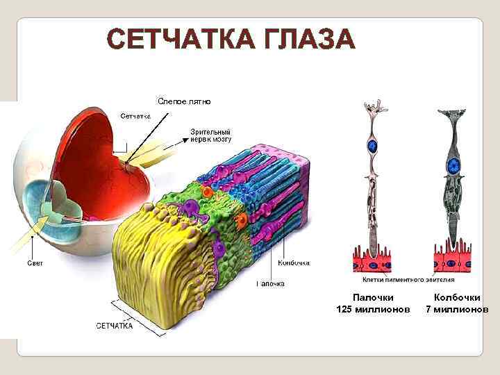 СЕТЧАТКА ГЛАЗА Слепое пятно Палочки 125 миллионов Колбочки 7 миллионов 