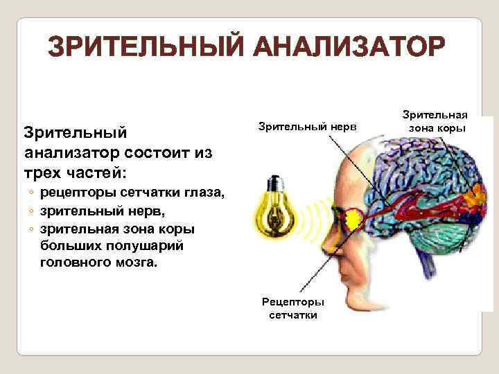 ЗРИТЕЛЬНЫЙ АНАЛИЗАТОР Зрительный анализатор состоит из трех частей: Зрительный нерв ◦ рецепторы сетчатки глаза,