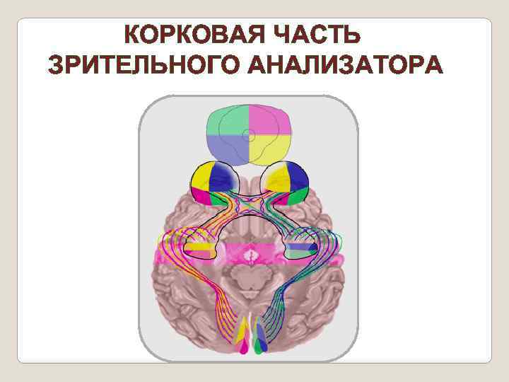 КОРКОВАЯ ЧАСТЬ ЗРИТЕЛЬНОГО АНАЛИЗАТОРА 