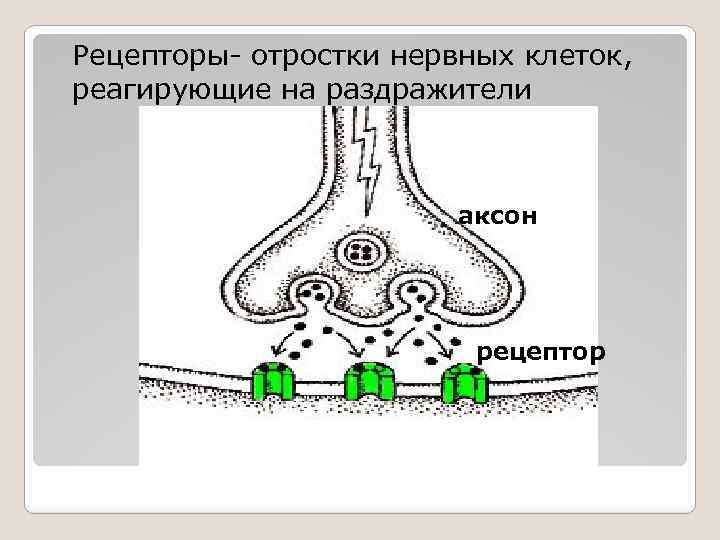 Рецепторы- отростки нервных клеток, реагирующие на раздражители аксон рецептор 