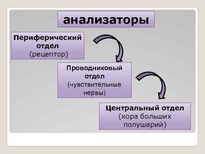 анализаторы Периферический отдел (рецептор) Проводниковый отдел (чувствительные нервы) Центральный отдел (кора больших полушарий) 