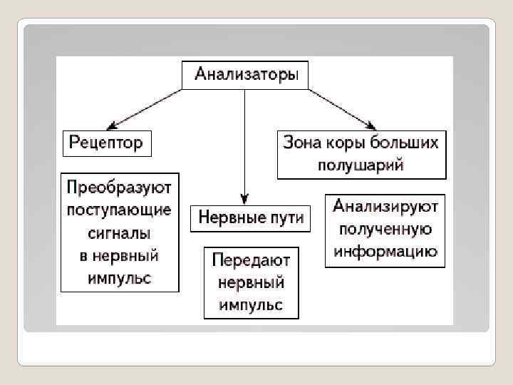 Анализаторы биология