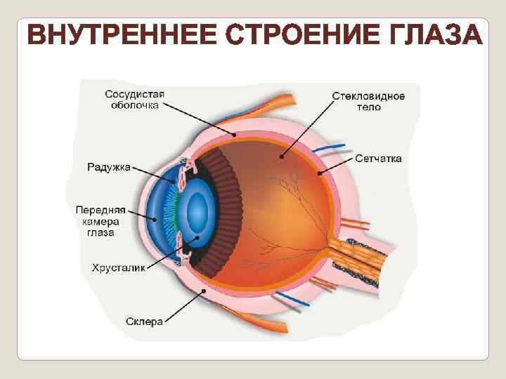 ВНУТРЕННЕЕ СТРОЕНИЕ ГЛАЗА 