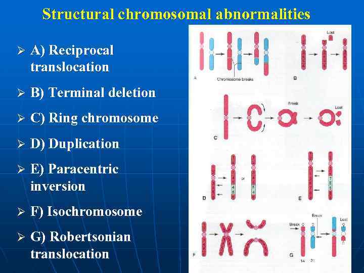 Structural chromosomal abnormalities Ø A) Reciprocal translocation Ø B) Terminal deletion Ø C) Ring