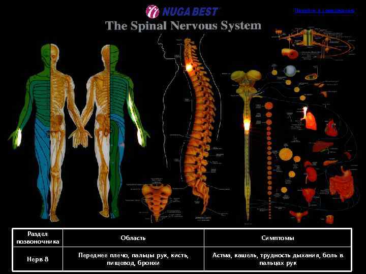 Перейти к содержанию Раздел позвоночника Область Симптомы Нерв 8 Переднее плечо, пальцы рук, кисть,